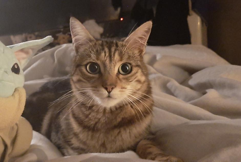 Vermisstmeldung Katze rassenmischung  Weiblich , 7 jahre Châteauneuf-sur-Isère Frankreich