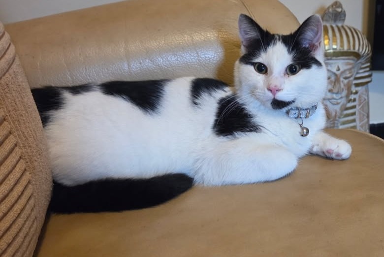 Vermisstmeldung Katze rassenmischung  Männliche , 1 jahre Bourg-lès-Valence Frankreich