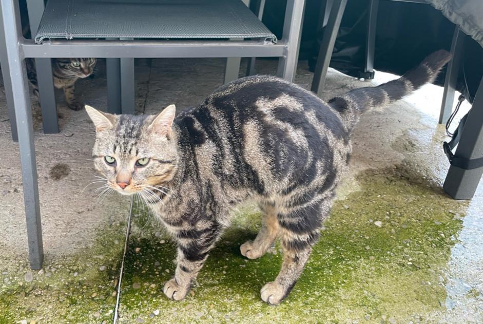 Discovery alert Cat Male , 2 years Crest France