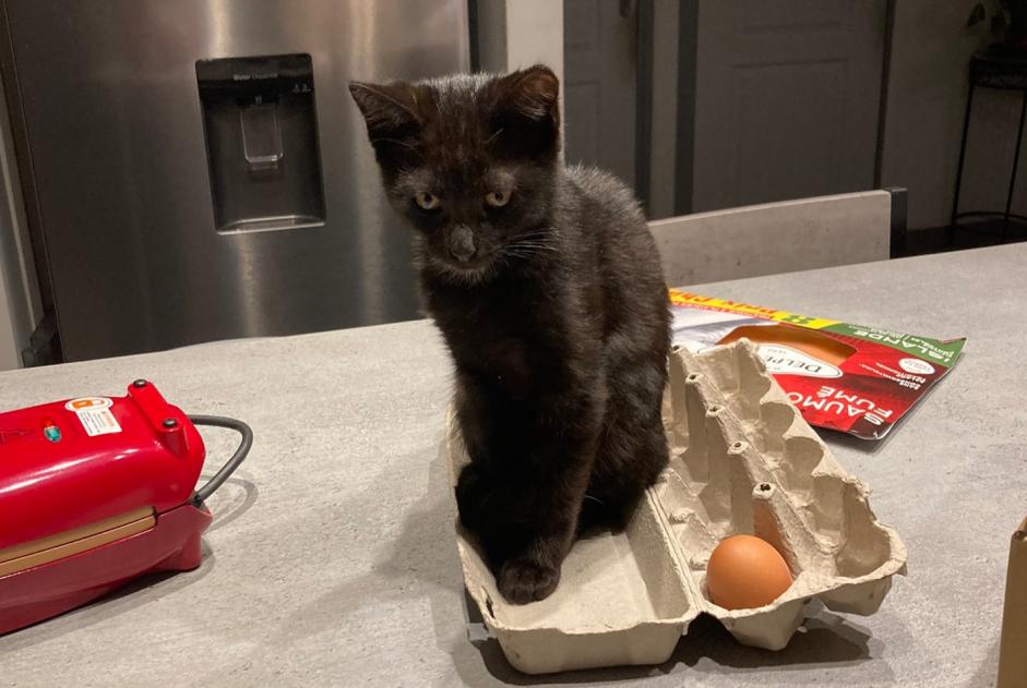 Disappearance alert Cat Male , 1 years Romans-sur-Isère France