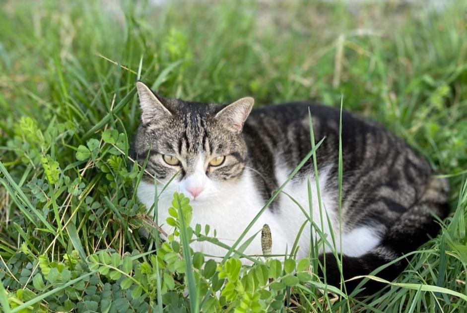 Disappearance alert Cat Male , 3 years Loriol-sur-Drôme France