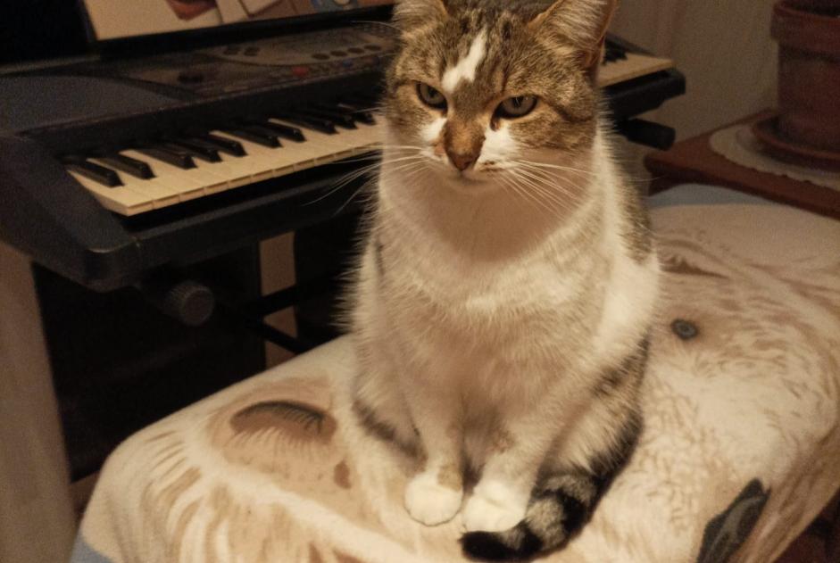 Disappearance alert Cat  Female , 5 years Pierrelatte France