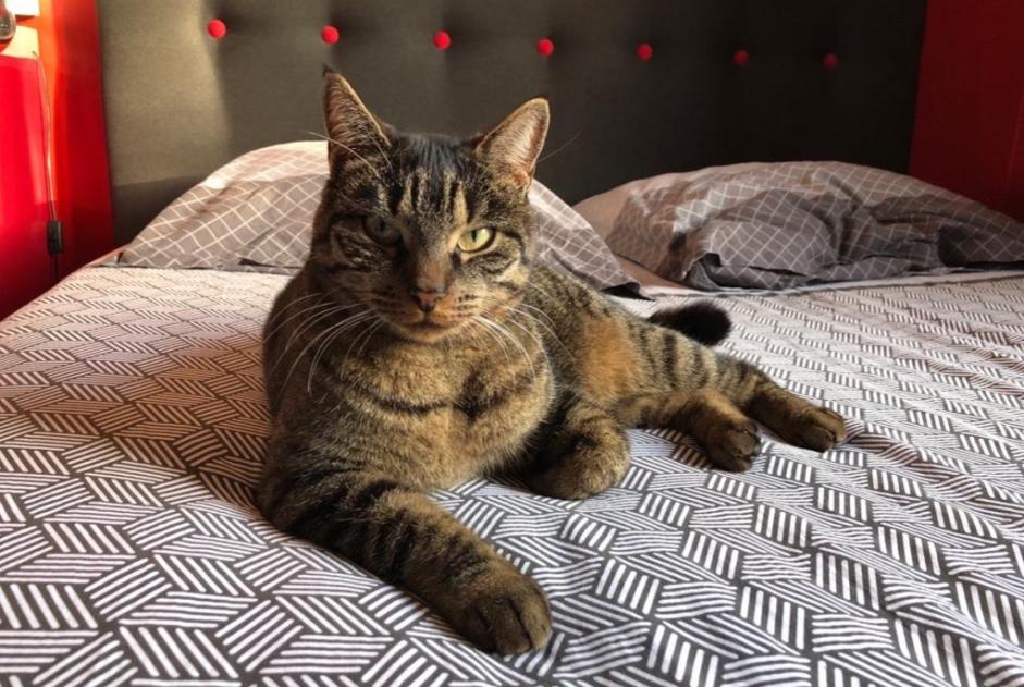 Disappearance alert Cat Female , 3 years Albon France