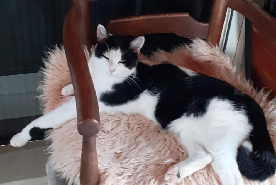 Disappearance alert Cat miscegenation  Male , 2 years Eymeux France