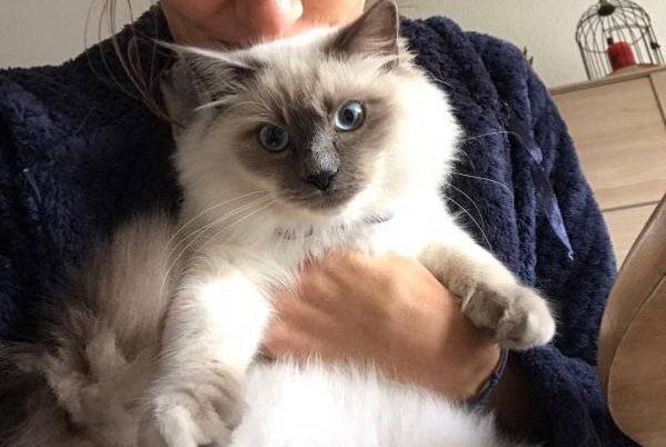 Disappearance alert Cat  Male , 2 years Saint-Marcel-lès-Valence France