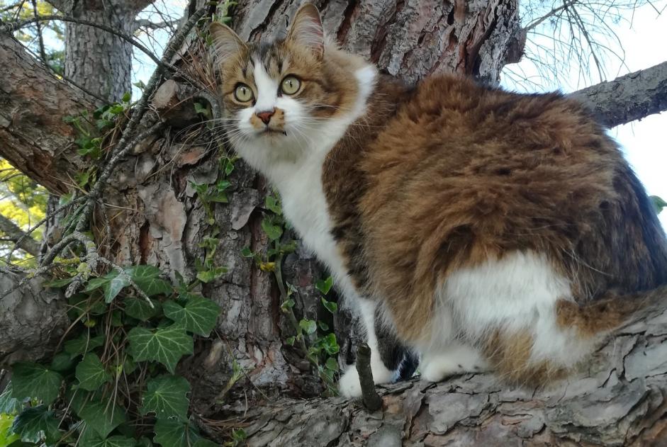 Disappearance alert Cat Female , 7 years Crest France