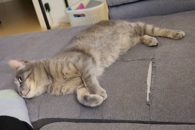 Alerta de Desaparición Gato Hembra , 9 años Les Tourrettes Francia