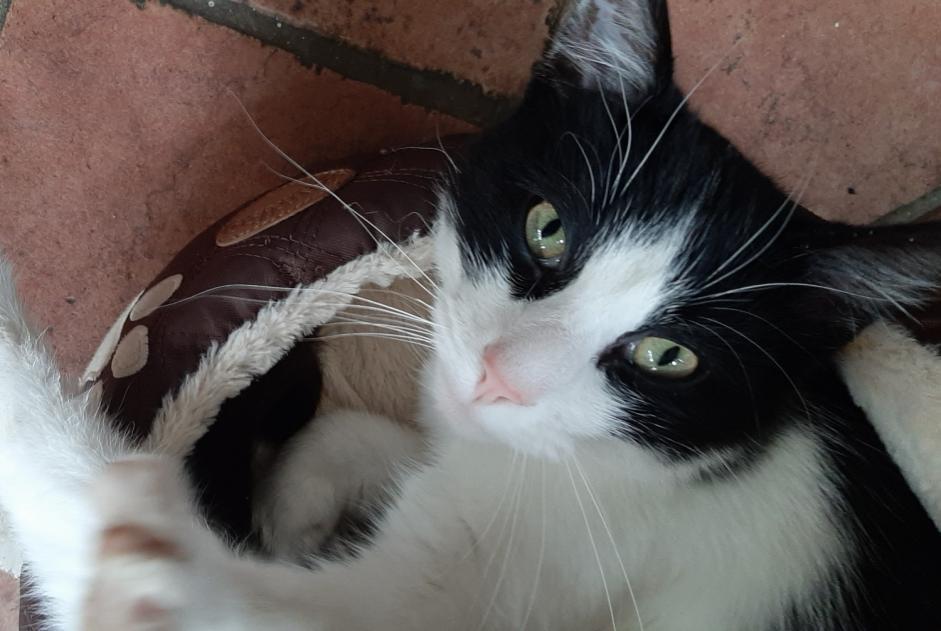 Alerta de Desaparición Gato Macho , 5 años Châteauneuf-sur-Isère Francia