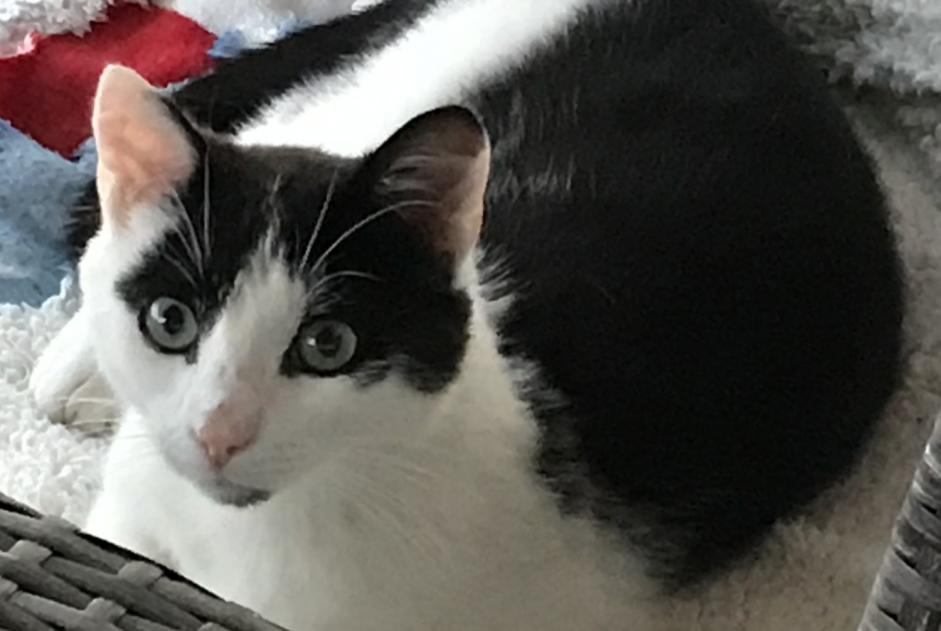 Alerte Découverte Chat Mâle Beausemblant France Alerte Découverte Chat Mâle Beausemblant France