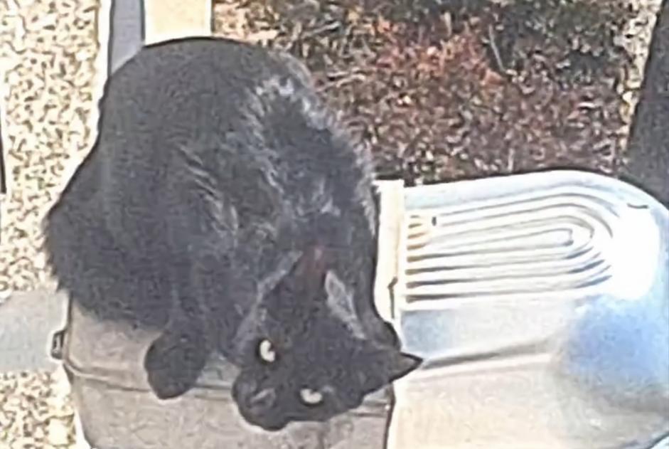 Alerte Disparition Chat Mâle , 1 ans Bourg-de-Péage France