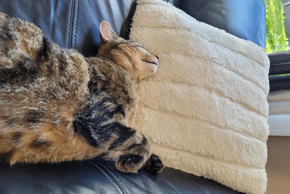 Avviso scomparsa Gatto incrocio di razze  Femmina , 3 anni Bourg-lès-Valence Francia