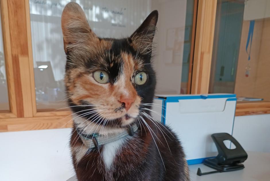 Avviso Ritrovamento Gatto Non conosciuta Valence Francia