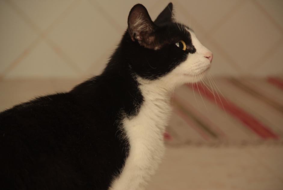 Avviso scomparsa Gatto incrocio di razze Maschio , 4 anni Savasse Francia Avviso scomparsa Gatto incrocio di razze Maschio , 4 anni Savasse Francia