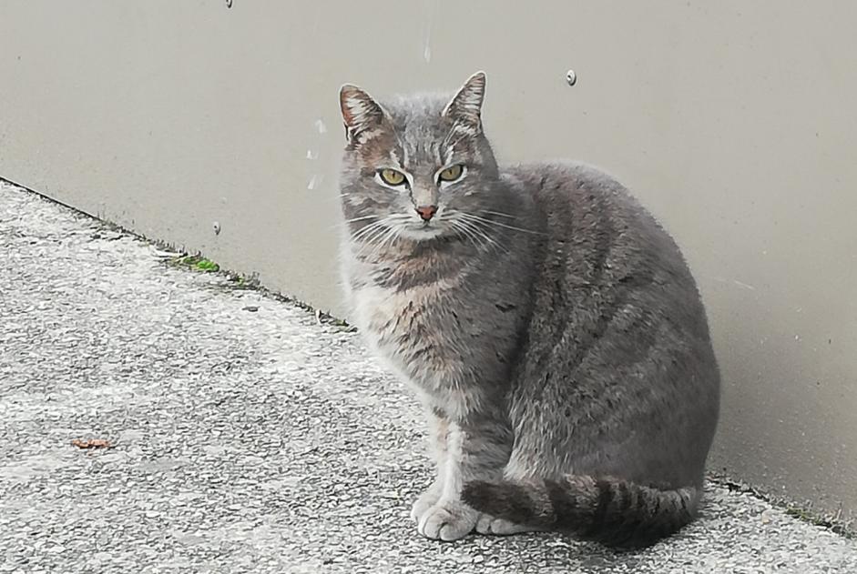 Ontdekkingsalarm Kat Onbekend Valence Frankrijk