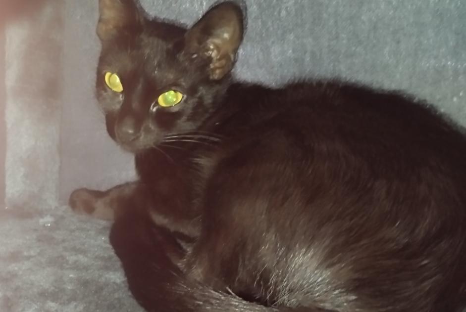 Alerta descoberta Gato Fêmea Bourg-lès-Valence France Alerta descoberta Gato Fêmea Bourg-lès-Valence France