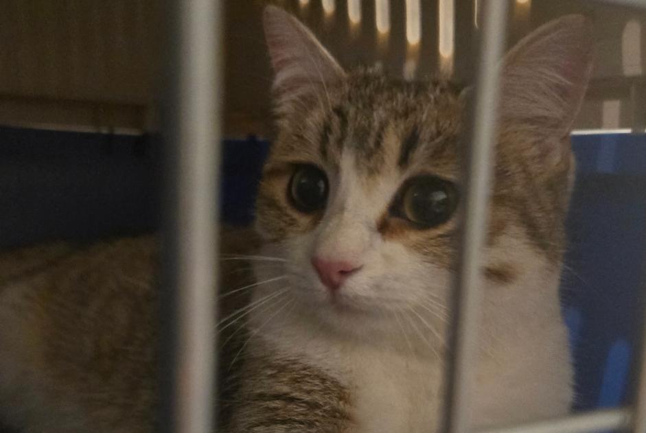 Alerta descoberta Gato Desconhecido Valence France