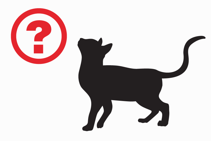 Alerte Disparition Chat Mâle , 4 ans Livron-sur-Drôme France